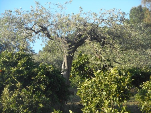 au jardin oliviers et agrumes