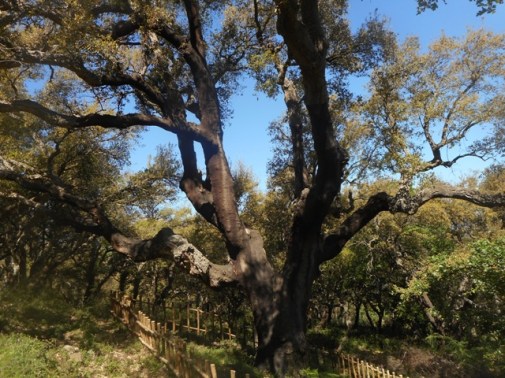 Le chêne de Geraci