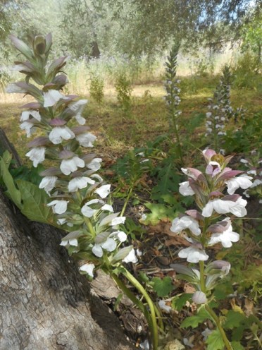 acanthes sous les oliviers du jardin