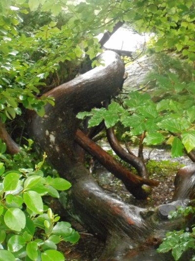 troncs contournés luisants sous la pluie