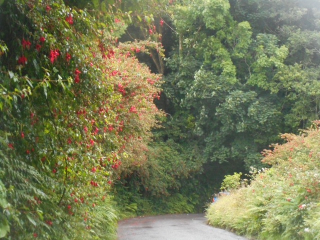 fuchsias et chèvrefeuilles sur les bords des rutes