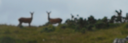 apparition furtive et embrumée
