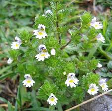 casse-lunettes euphrasia pratensis