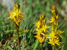 bog asphodel