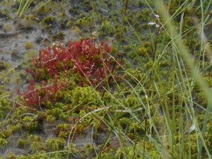 Sphaigne et drosera