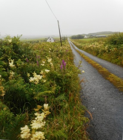La petite route dans les herbes folles et les fleurs