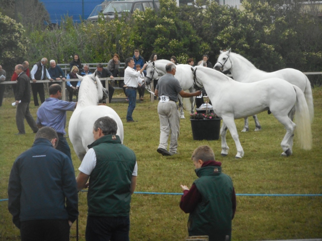 Poney du Connemara à Bally