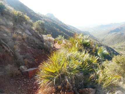 Le sentier vers le château au premier plan chamaeropsis humilis palmito
