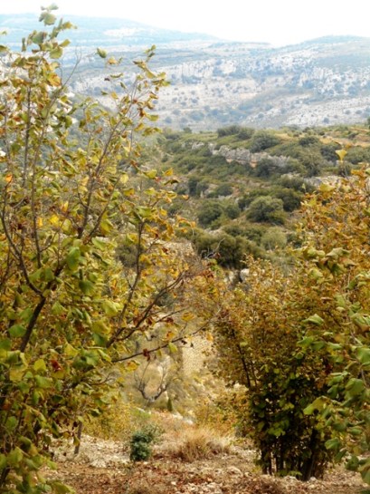 Les noisetiers de Benasal