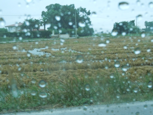rizière et musson : des accents durassiens