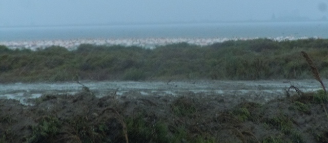des milliers de flamands roses