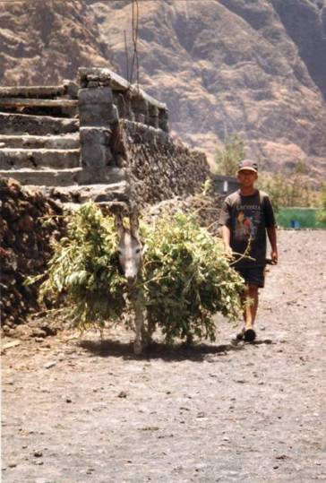 Petit âne et fourrage