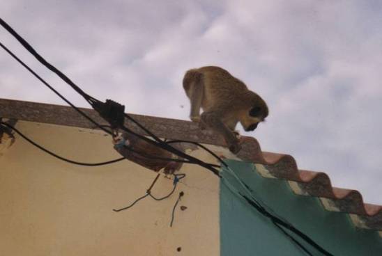 capvertsantiagotarrafalsinges1-copie