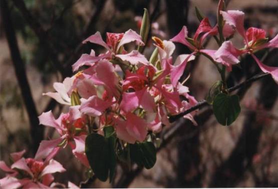 capvertsantiagosan-jorge2