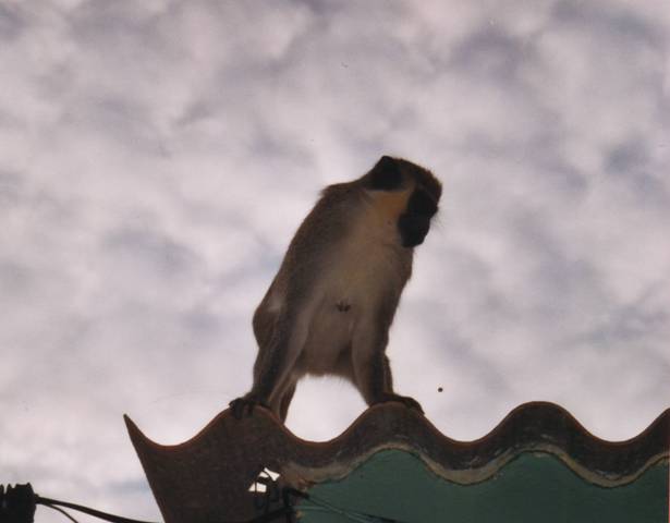 capvertsantiagotarrafalsinges1