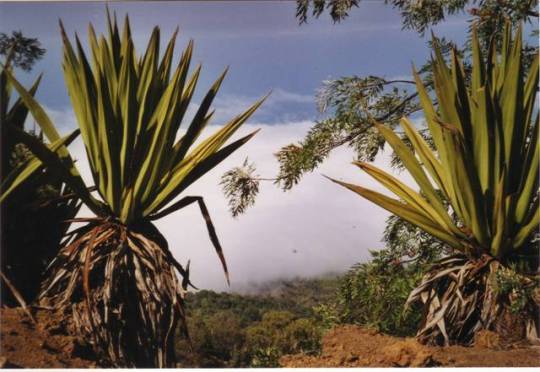 Sisal et mer de nuages 