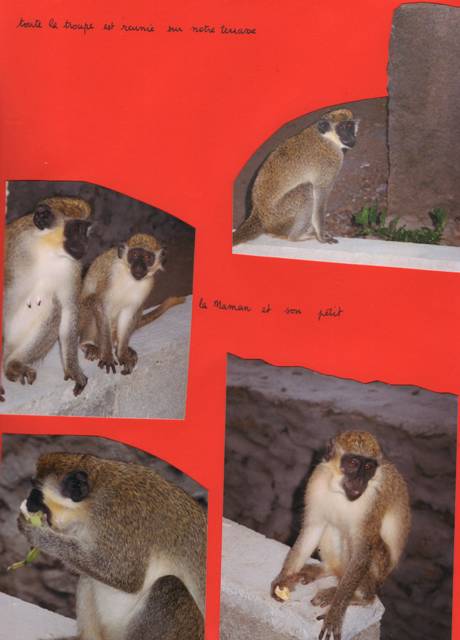 capvertsantiagotarrafalsinge3