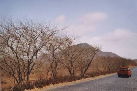 La route à la sortie de Praia avec ses acacias défeuillés