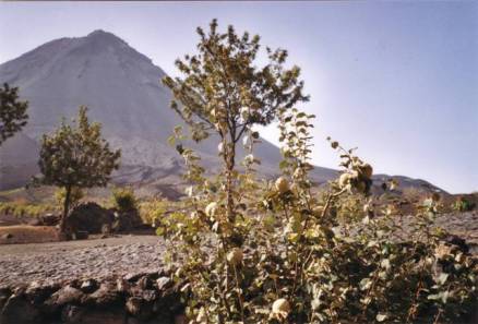 les vergers de Cha da Caldeira : coings