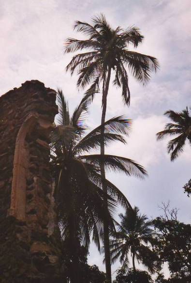 Palmier et citadelle