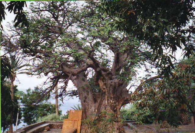 capvertsantiagociddadevelha12-copie